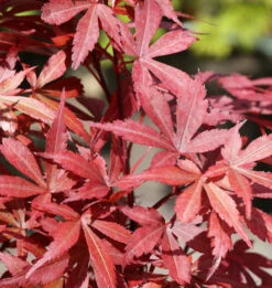 Fächerahorn Beni Otake 60-80cm - Acer Palmatum