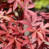 Fächerahorn Beni Otake 30-40cm - Acer Palmatum -Nutrition Life Shop Acer Beni Otake