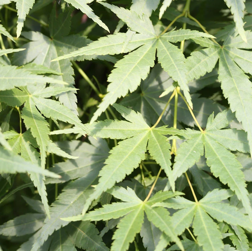 Japanischer Fächerahorn Going Green® 30-40cm - Acer Palmatum 3 Japanischer Fächerahorn Going Green® 30-40cm - Acer Palmatum