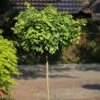 Hochstamm Kugel Feldahorn Nanum 100-125cm - Acer Campestre -Nutrition Life Shop Acer campestre Nanum Stamm