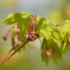 Weinblatt Ahorn 80-100cm - Acer Circinatum