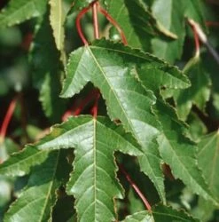 Feuer Ahorn 60-80cm - Acer Ginnala