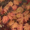 Japanischer Feuerahorn 60-80cm - Acer Japonica Aconitifolium 1 Japanischer Feuerahorn 60-80cm - Acer Japonica Aconitifolium -Nutrition Life Shop Acer japonicaAconitifolium