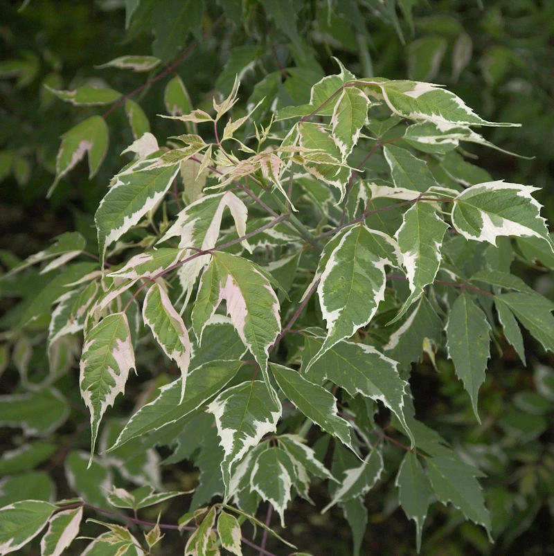 Eschen Ahorn Flamingo 100-125cm - Acer Negundo 3 Eschen Ahorn Flamingo 100-125cm - Acer Negundo