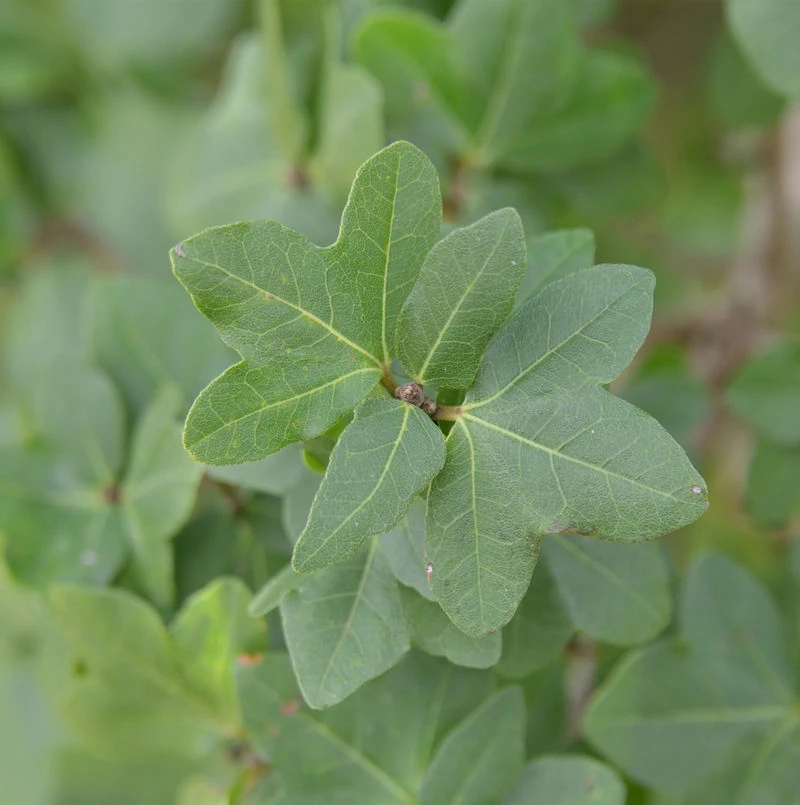 Ahorn Orientalia 80-100cm - Acer Orientalia 3 Ahorn Orientalia 80-100cm - Acer Orientalia