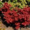 Fächerahorn Aratama 40-60cm - Acer Buergerianum -Nutrition Life Shop Acer palmatum Aratama
