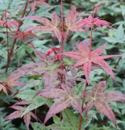 Fächerahorn Beni Komachi 30-40cm - Acer Palmatum