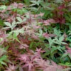 Japanischer Schlitzahorn Beni Maiko 40-60cm - Acer Palmatum -Nutrition Life Shop Acer palmatum Benimaiko