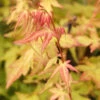 Fächerahorn Bii-Hoo 80-100cm - Acer Palmatum -Nutrition Life Shop Acer palmatum Bii Hoo