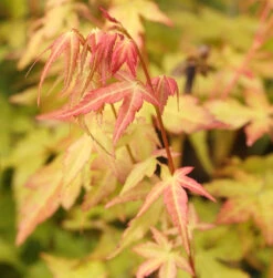 Fächerahorn Bii-Hoo 80-100cm - Acer Palmatum