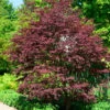 Fächerahorn Brands Dwarf 40-60cm - Acer Palmatum -Nutrition Life Shop Acer palmatum BrandsDwarf