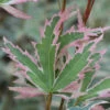 Fächerahorn Butterfly 30-40cm - Acer Palmatum -Nutrition Life Shop Acer palmatum Butterfly1 2