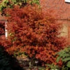 Rotaustreibender Fächerahorn Deshojo 60-80cm - Acer Palmatum -Nutrition Life Shop Acer palmatum Deshojo