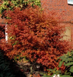 Rotaustreibender Fächerahorn Deshojo 60-80cm - Acer Palmatum