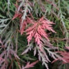 Hochstamm Schlitzahorn Orangeola 40-60cm - Acer Palmatum -Nutrition Life Shop Acer palmatum DissectumOrangeola 1