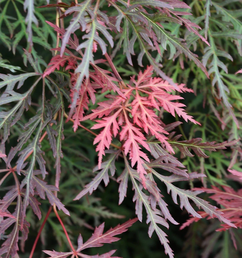 Hochstamm Schlitzahorn Orangeola 40-60cm - Acer Palmatum 3 Hochstamm Schlitzahorn Orangeola 40-60cm - Acer Palmatum