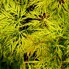 Schlitzfächerahorn Emerald Lace 100-125cm - Acer Palmatum -Nutrition Life Shop Acer palmatum EmeraldLace 1