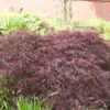 Dunkelroter Schlitz Ahorn Garnet 40-50cm - Acer Palmatum -Nutrition Life Shop Acer palmatum Garnet 1 3