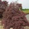Fächerahorn Inaba Shidare 30-40cm - Acer Palmatum -Nutrition Life Shop Acer palmatum Inaba shidare 1