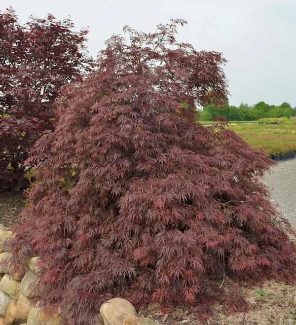 Fächerahorn Inaba Shidare 30-40cm - Acer Palmatum 3 Fächerahorn Inaba Shidare 30-40cm - Acer Palmatum