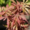 Hochstamm Fächerahorn Jerre Schwartz 60-80cm - Acer Palmatum 1 Hochstamm Fächerahorn Jerre Schwartz 60-80cm - Acer Palmatum -Nutrition Life Shop Acer palmatum JerreSchwartz