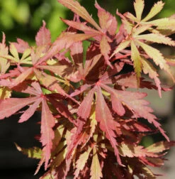 Hochstamm Fächerahorn Jerre Schwartz 60-80cm - Acer Palmatum