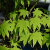 Hochstamm Japanischer Schlitzahorn Limelight 100-125cm - Acer Palmatum 1 Hochstamm Japanischer Schlitzahorn Limelight 100-125cm - Acer Palmatum -Nutrition Life Shop Acer palmatum Limelight 1