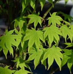 Hochstamm Japanischer Schlitzahorn Limelight 100-125cm - Acer Palmatum