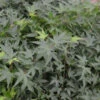 Fächerahorn Little Princess 40-60cm - Acer Palmatum -Nutrition Life Shop Acer palmatum Little Princess 1 1