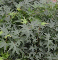 Fächerahorn Little Princess 40-60cm - Acer Palmatum