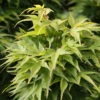 Fächerahorn Mikawa Yatsubusa 40-60cm - Acer Palmatum -Nutrition Life Shop Acer palmatum Mikawa Yatsubus 1