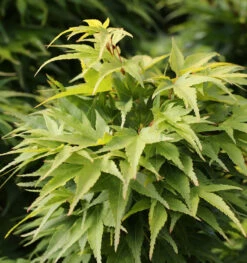 Fächerahorn Mikawa Yatsubusa 40-60cm - Acer Palmatum