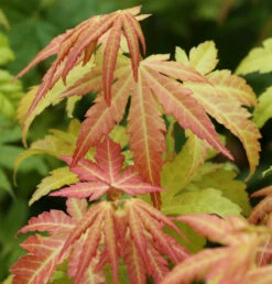 Fächerahorn Orange Dream 60-80cm - Acer Palmatum