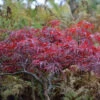 Japanischer Schlitzahorn Red Dragon 80-100cm - Acer Palmatum 1 Japanischer Schlitzahorn Red Dragon 80-100cm - Acer Palmatum -Nutrition Life Shop Acer palmatum Red Dragon 1