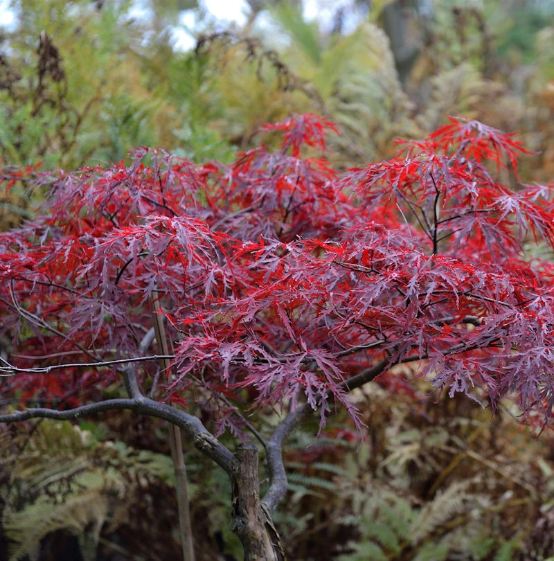 Japanischer Schlitzahorn Red Dragon 80-100cm - Acer Palmatum 3 Japanischer Schlitzahorn Red Dragon 80-100cm - Acer Palmatum