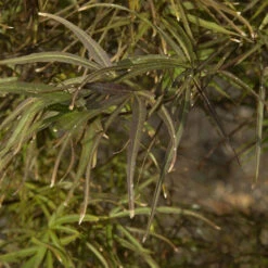 Fächer Ahorn Red Pygmy 30-40cm - Acer Palmatum