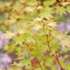 Japanischer Ahorn Sango Kaku 80-100cm - Acer Palmatum 1 Japanischer Ahorn Sango Kaku 80-100cm - Acer Palmatum -Nutrition Life Shop Acer palmatum SangoKaku