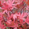 Hochstamm Zwergahorn Shaina 80-100cm - Acer Palmatum -Nutrition Life Shop Acer palmatum Shaina 1 1
