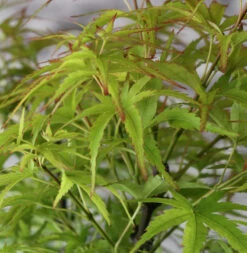 Fächerahorn Sharps Pygmy 30-40cm - Acer Palmatum
