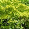 Hochstamm Fächerahorn Shigitatsu-sawa 40-60cm - Acer Palmatum -Nutrition Life Shop Acer palmatum Shigitatsu sawa