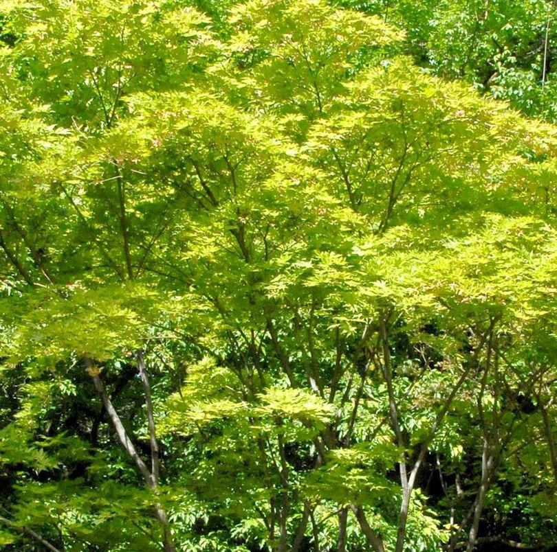 Hochstamm Fächerahorn Shigitatsu-sawa 40-60cm - Acer Palmatum 3 Hochstamm Fächerahorn Shigitatsu-sawa 40-60cm - Acer Palmatum