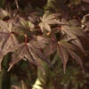 Fächerahorn Shojo Normura 40-60cm - Acer Palmatum -Nutrition Life Shop Acer palmatum Shojonormura