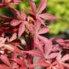 Fächer Ahorn Skeeters Broom 80-100cm - Acer Palmatum 1 Fächer Ahorn Skeeters Broom 80-100cm - Acer Palmatum -Nutrition Life Shop Acer palmatum Skeeter Broom 1