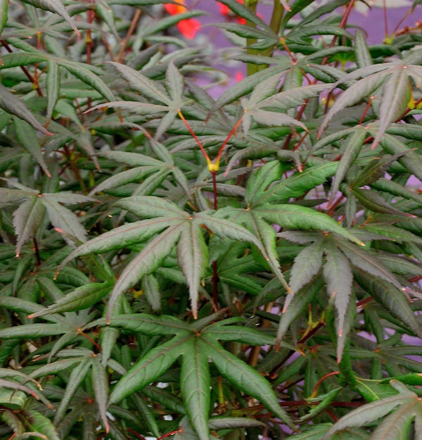 Roter Fächerahorn Starfish 80-100cm - Acer Palmatum 3 Roter Fächerahorn Starfish 80-100cm - Acer Palmatum