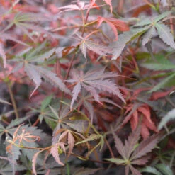 Fächerahorn Sumi-nagashi 60-80cm - Acer Palmatum