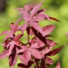 Japanischer Ahorn Twomblys Red Sentinel 80-100cm - Acer Palmatum -Nutrition Life Shop Acer palmatum Twomblys Red Sentinel
