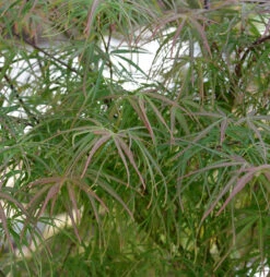 Japanischer Schlitzahorn Scolopendrifolium Atropurpureum 125-150cm - Acer Palmatum