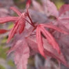 Roter Fächerahorn Bloodgood 30-40cm - Acer Palmatum -Nutrition Life Shop Acer palmatumBloodgood 1
