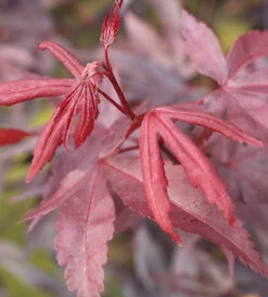 Roter Fächerahorn Bloodgood 80-100cm - Acer Palmatum