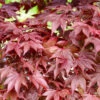 Fächerahorn Fireglow 40-60cm - Acer Palmatum 1 Fächerahorn Fireglow 40-60cm - Acer Palmatum -Nutrition Life Shop Acer palmatumFireglow 2